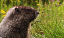 动物视频,捕捉自然之美瞬间