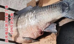 青鱼视频,探索未知，畅游网络新世界